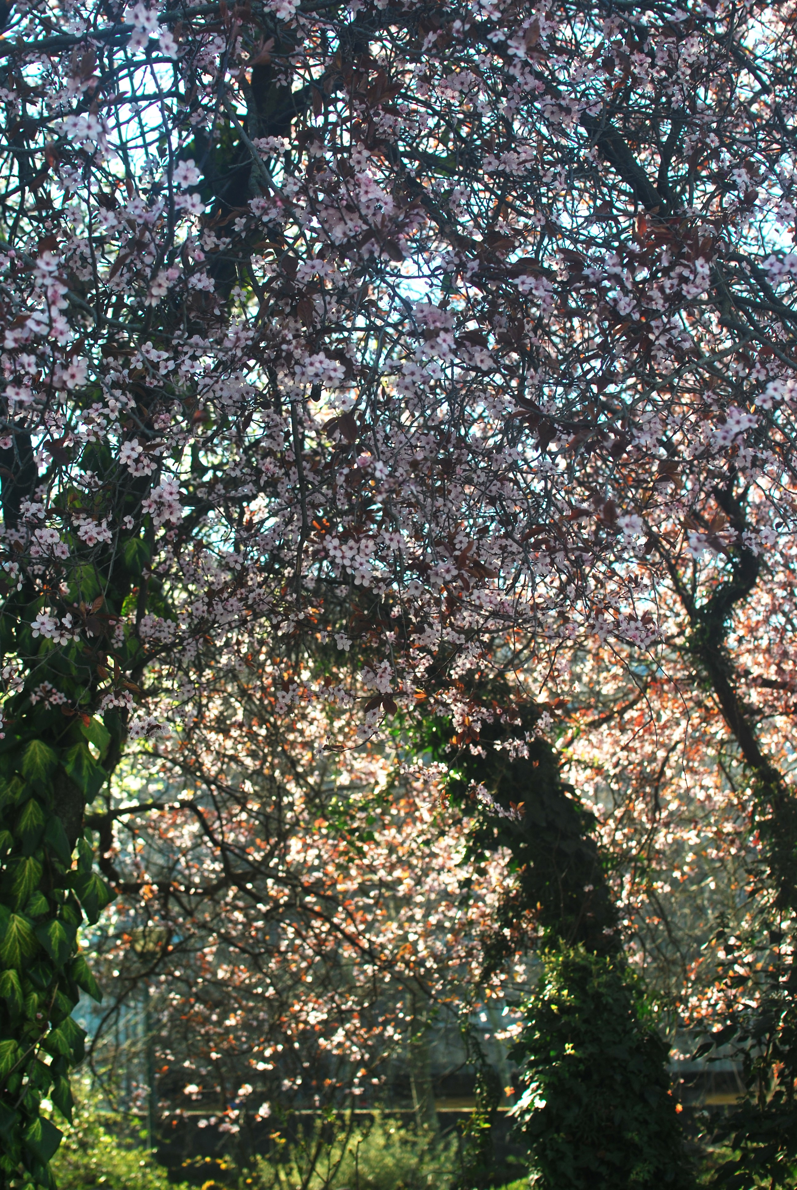 DSC_0260